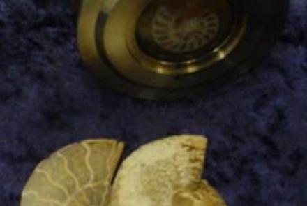 Non-Destructive Fossil Identification Of Ammonites